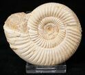 Perisphinctes Ammonite - Jurassic #17050-1